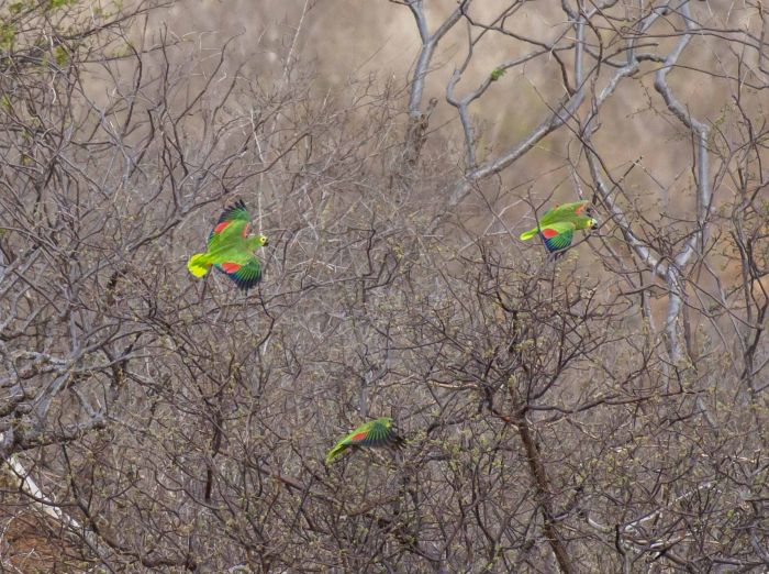 No momento, você está visualizando Idema realiza audiências públicas para criação do Refúgio da Vida Silvestre Serra das Araras