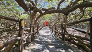 Leia mais sobre o artigo Cajueiro de Pirangi terá ajustes no horário de funcionamento e no valor do ingresso a partir de novembro