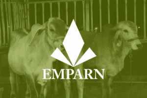 Leia mais sobre o artigo Governo do RN publica resultado final do concurso da Emparn