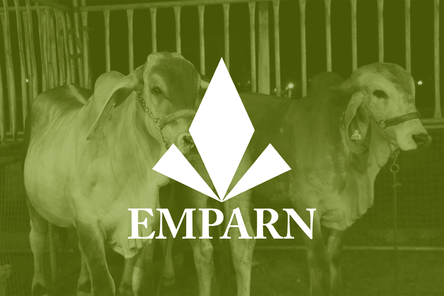 Leia mais sobre o artigo Governo do RN publica resultado final do concurso da Emparn