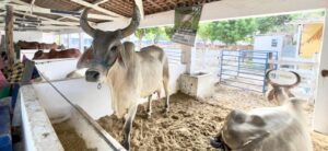 Leia mais sobre o artigo Vaca Gerra, com genética da EMPARN, vence Torneio Leiteiro da Festa do Boi 2025