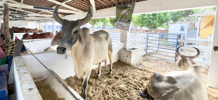 Leia mais sobre o artigo Vaca Gerra, com genética da EMPARN, vence Torneio Leiteiro da Festa do Boi 2025