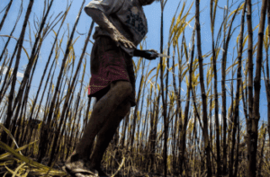 Leia mais sobre o artigo TRT RN: Programa de enfrentamento ao trabalho escravo começa no RN em Tangará e Grossos