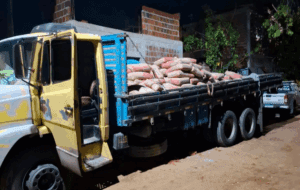 Leia mais sobre o artigo Polícia recupera carga roubada, prende cinco suspeitos e localiza motorista abandonado em canavial