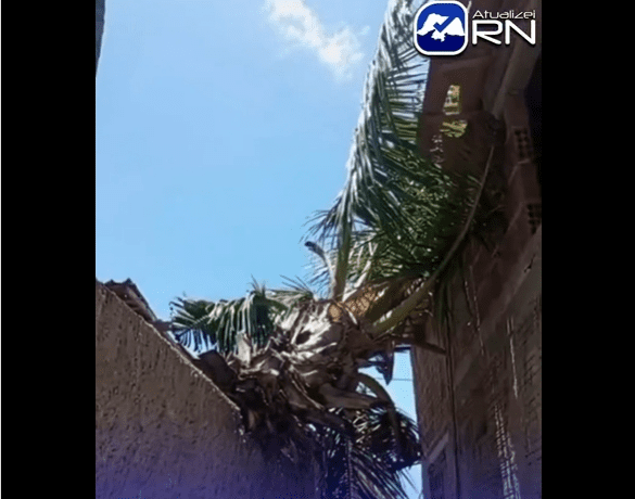 No momento, você está visualizando Ventos fortes derrubam árvore e assustam moradores na zona rural de João Câmara