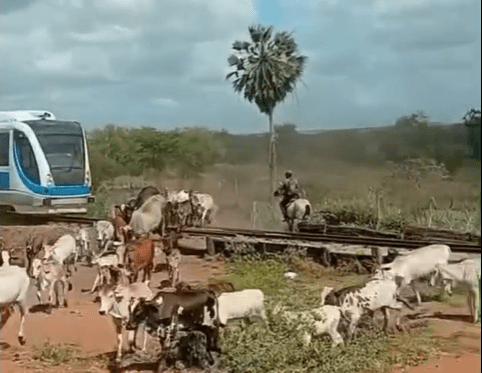 No momento, você está visualizando Trem da CBTU atropela animais em passagem clandestina entre Ceará-Mirim e Lagoa Grande
