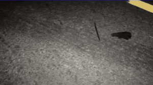 Leia mais sobre o artigo Dois acidentes provocados por animais  soltos registrados  na RN-118; ocupantes saem ilesos