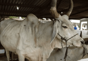 Leia mais sobre o artigo Produtores têm até 30 de novembro para realizar a Declaração de Rebanho no RN