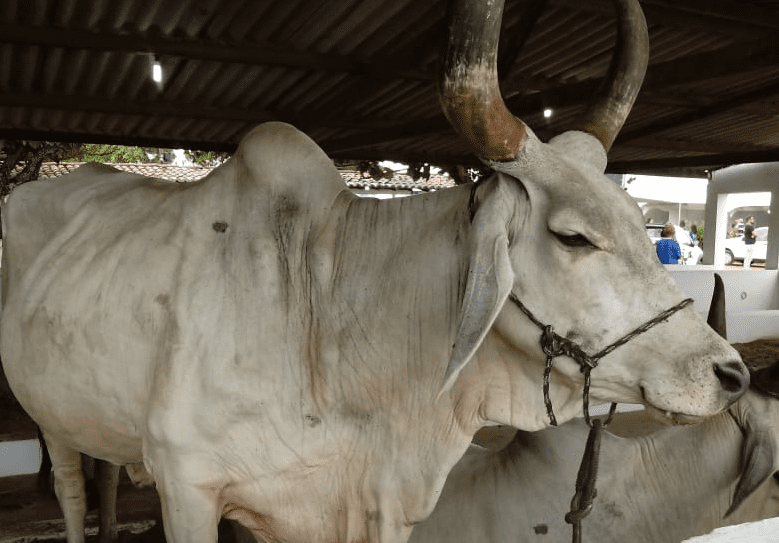 No momento, você está visualizando Produtores têm até 30 de novembro para realizar a Declaração de Rebanho no RN