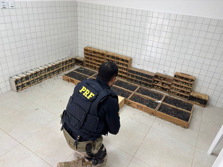 Leia mais sobre o artigo PRF resgata mais de 900 animais silvestres que seriam comercializados