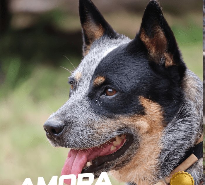 Leia mais sobre o artigo Cadela Amora, do Corpo de Bombeiros do RN, é certificada em prova nacional de busca rural