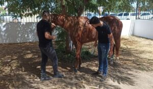 Leia mais sobre o artigo UnP leva suporte veterinário para tradicional Cavalgada da Luz em Mossoró
