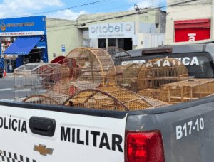 Leia mais sobre o artigo Homem é preso por comércio ilegal de aves silvestres em Ceará-Mirim