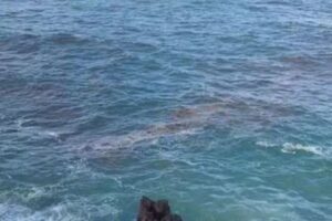 Leia mais sobre o artigo IBAMA acompanha manchas no litoral do Rio Grande do Norte