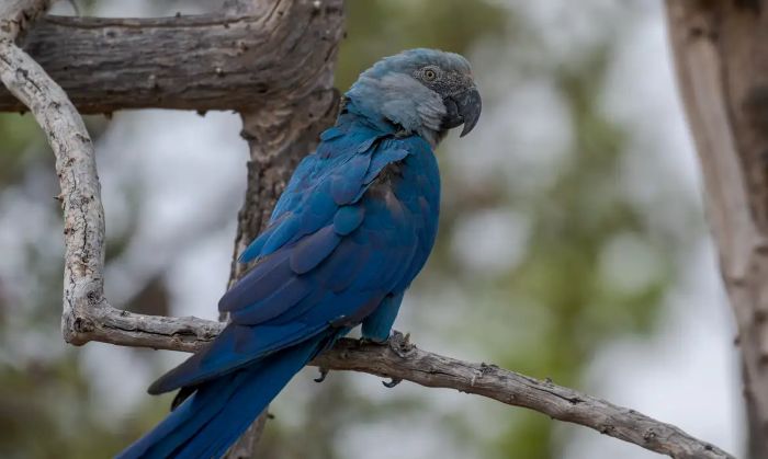 No momento, você está visualizando Ararinhas-azuis recapturadas testam positivo para vírus letal