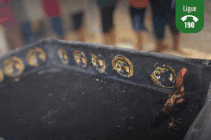 Leia mais sobre o artigo Polícia Ambiental flagra rinha de galo na Grande Natal e encerra atividade ilegal