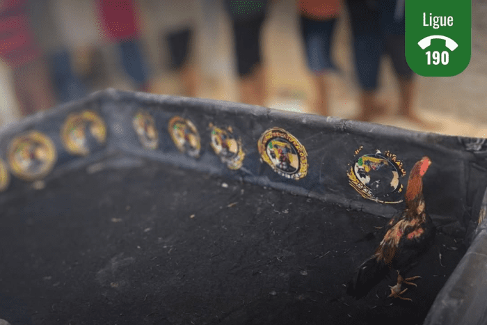 No momento, você está visualizando Polícia Ambiental flagra rinha de galo na Grande Natal e encerra atividade ilegal