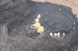 Leia mais sobre o artigo João Câmara: Moradores denunciam mau cheiro e água contaminada com fezes escorrendo a céu aberto