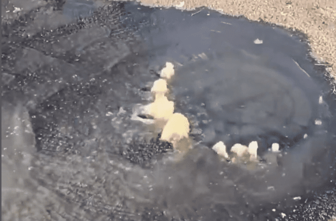 Leia mais sobre o artigo João Câmara: Moradores denunciam mau cheiro e água contaminada com fezes escorrendo a céu aberto