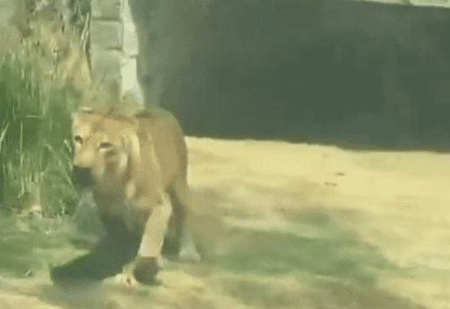 Leia mais sobre o artigo Homem é morto por leoa após entrar em jaula de zoológico de João Pessoa, PB