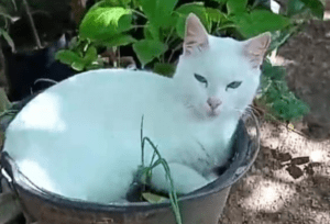 Leia mais sobre o artigo Maus tratos e mortes de animais de estimação em João câmara está preocupando tutores e defensores da causa animal