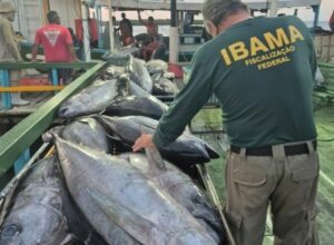 Leia mais sobre o artigo Ibama apreende 2,3 toneladas de peixe ilegal e aplica R$ 122 mil em multas no RN