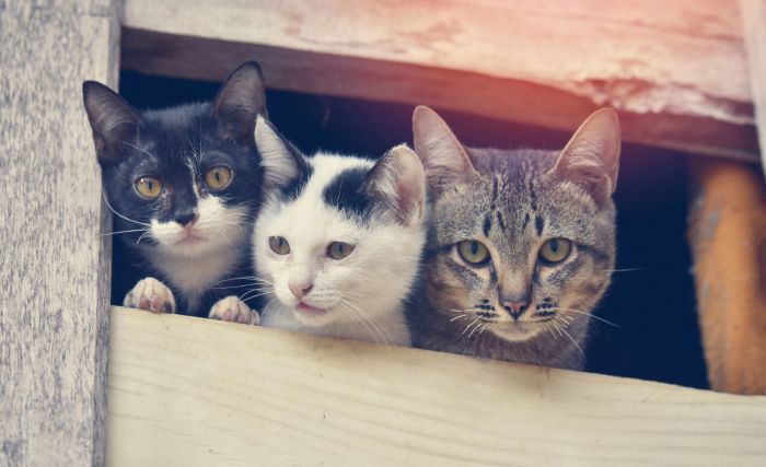 No momento, você está visualizando MPRN ajuíza ação contra moradora de São Paulo do Potengi com criação de 50 gatos por maus-tratos a animais e risco à saúde