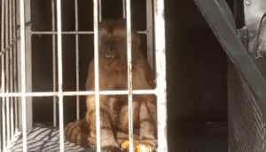 Leia mais sobre o artigo Macaco-prego ‘toca o terror’ em cidade do RN e é capturado pela polícia