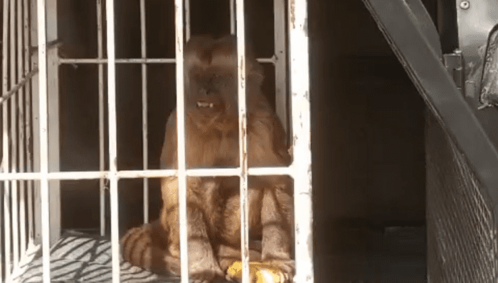 No momento, você está visualizando Macaco-prego ‘toca o terror’ em cidade do RN e é capturado pela polícia