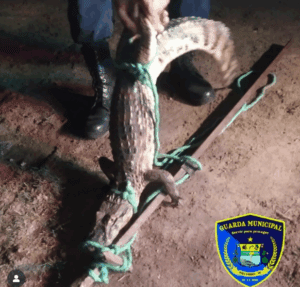 Leia mais sobre o artigo Guarda Municipal de Poço Branco captura jacaré de aproximadamente 1,5 metro no centro da cidade e o devolve ao seu habitat natural