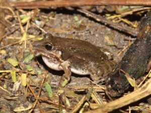 Leia mais sobre o artigo Primeira Lista Oficial de Espécies da Fauna Ameaçadas de Extinção do RN é instituída pelo Idema