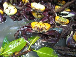 Leia mais sobre o artigo Captura e comercialização do caranguejo-uçá estão proibidas durante defeso no RN, alerta Idema