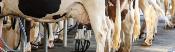 No momento, você está visualizando Pecuária leiteira no RN atinge produção diária em torno de um milhão de litros