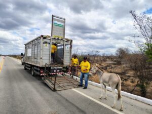 Leia mais sobre o artigo Detran-CE recolhe mais de 3,5 mil animais às margens das rodivias estadual em 2025