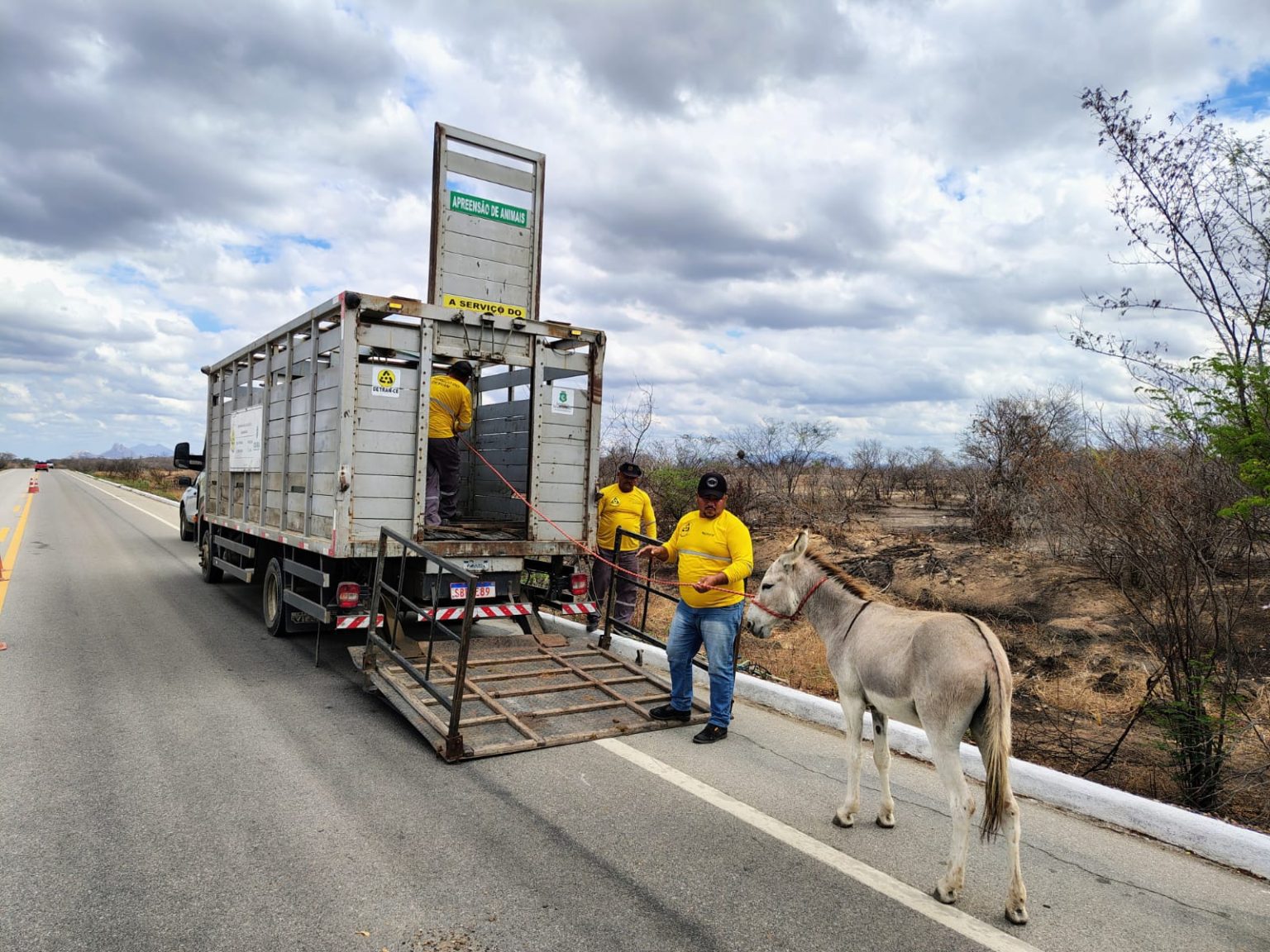 Leia mais sobre o artigo Detran-CE recolhe mais de 3,5 mil animais às margens das rodivias estadual em 2025