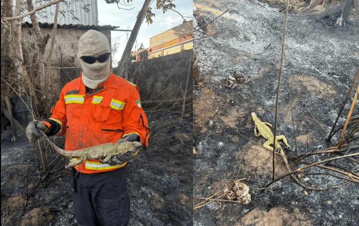 No momento, você está visualizando Incêndio em terreno baldio na Zona Norte de Natal deixa rastro de destruição e mata animais