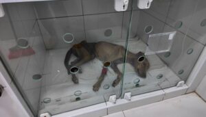 Leia mais sobre o artigo Mulher é presa em flagrante por maus-tratos a duas cadelas em Mossoró