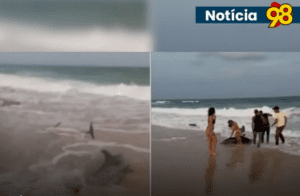 Leia mais sobre o artigo Após encalhe, número de golfinhos mortos sobe para três na Grande Natal