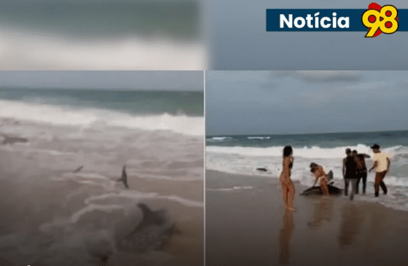 No momento, você está visualizando Após encalhe, número de golfinhos mortos sobe para três na Grande Natal