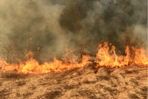 Leia mais sobre o artigo Ministério Público Federal denúncia agrônomo por crimes ambientais em área próxima a aldeia indígena no Rio Grande do Norte