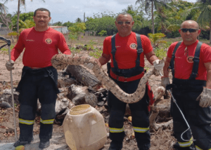 Leia mais sobre o artigo Bombeiros do RN realizam captura de jiboia em São Gonçalo do Amarante