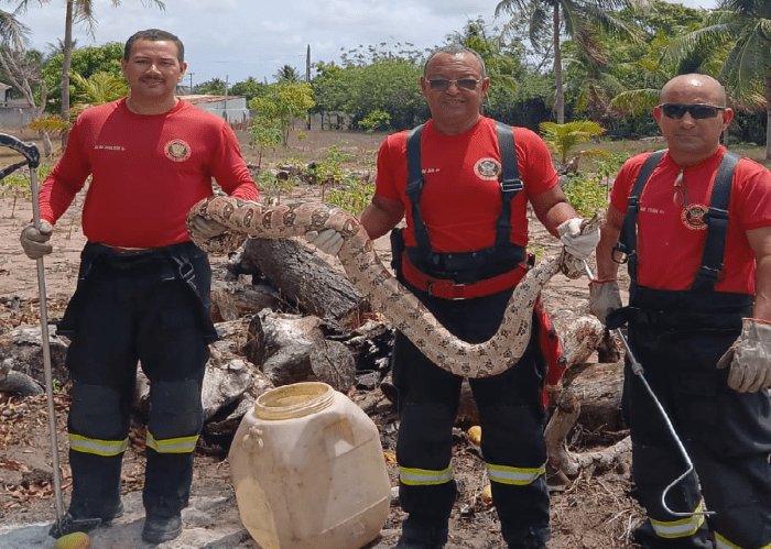Leia mais sobre o artigo Bombeiros do RN realizam captura de jiboia em São Gonçalo do Amarante