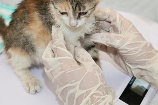 Leia mais sobre o artigo Clínica veterinária e empresa são condenadas por morte de gata filhote devido a intoxicação medicamentosa