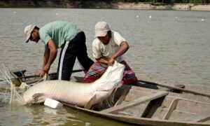 Leia mais sobre o artigo Pesquisa inédita com genoma protege espécies de peixes da Amazônia