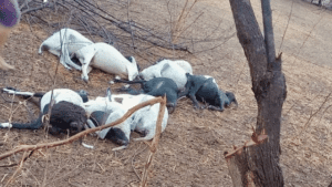 Leia mais sobre o artigo Raio mata 12 ovelhas e deixa mais de 3 mil imóveis sem energia no interior do RN