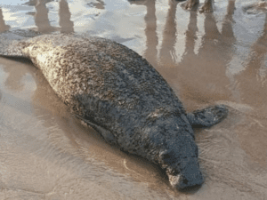 Leia mais sobre o artigo Peixe-boi marinho, espécie protegida, é encontrado sem vida na Praia de Zumbi no litoral potiguar