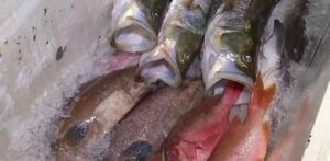 Leia mais sobre o artigo Sesap investiga cinco surtos de ciguatera no RN e orienta evitar consumo de peixe arabaiana 