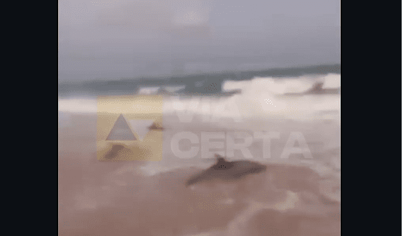 No momento, você está visualizando Moradores ajudam a resgatar golfinhos encalhados na Praia da Redinha, em Natal