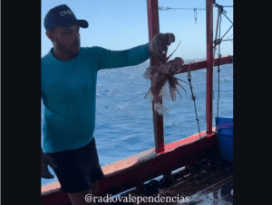 Leia mais sobre o artigo Pescadores de Guamaré registram captura de peixes-leão e alertam para riscos