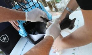 Leia mais sobre o artigo Conselho de Veterinária alerta para doença que afeta gatos